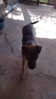 5 Cães Urgente