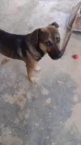 5 Cães Urgente