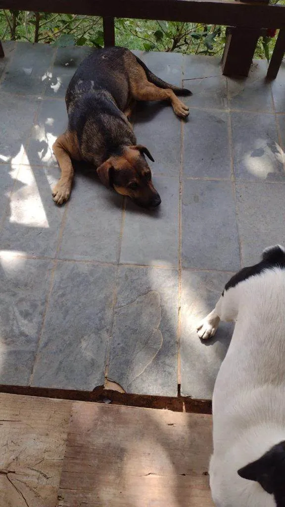 Cachorro ra a SRD-ViraLata idade 7 a 11 meses nome 5 Cães Urgente