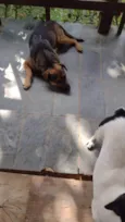 5 Cães Urgente