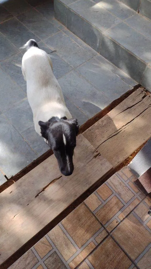 Cachorro ra a SRD-ViraLata idade 7 a 11 meses nome 5 Cães Urgente