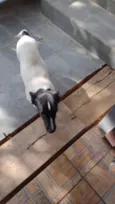 5 Cães Urgente