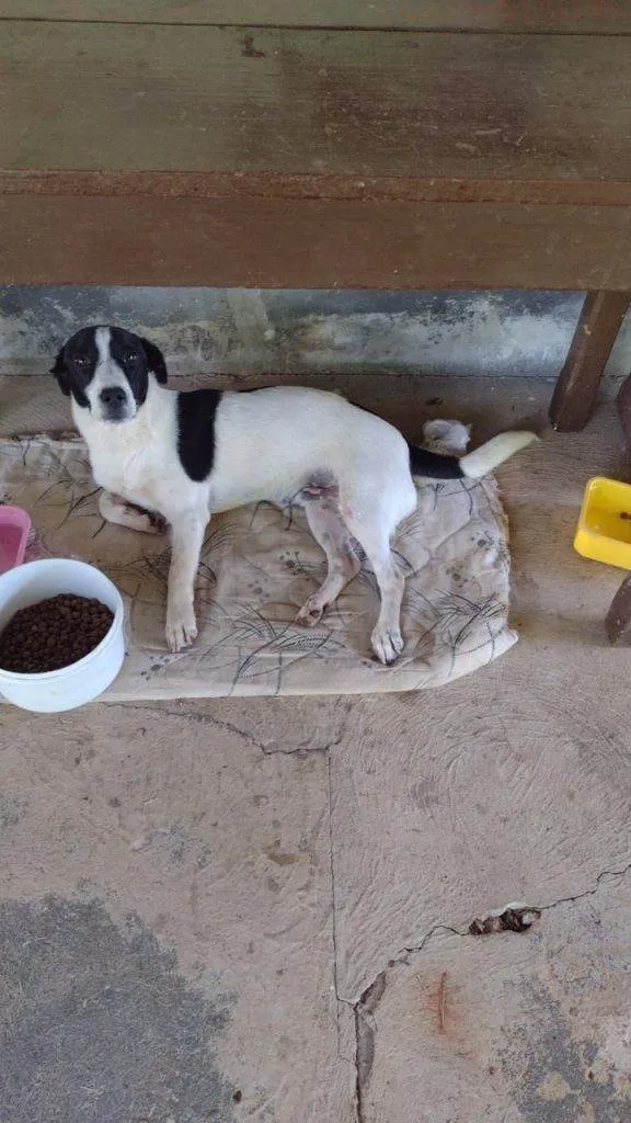 Cachorro ra a SRD-ViraLata idade 7 a 11 meses nome 5 Cães Urgente
