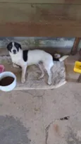 5 Cães Urgente