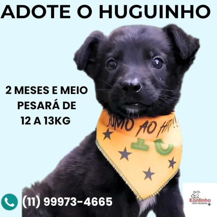 Cachorro ra a SRD-ViraLata idade 2 a 6 meses nome Huguinho