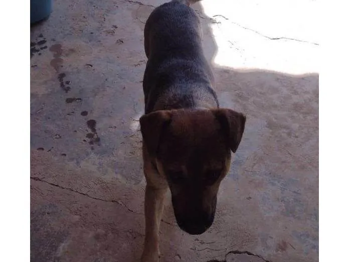 Cachorro ra a SRD-ViraLata idade 7 a 11 meses nome 5 Cães Urgente