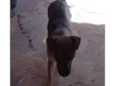 5 Cães Urgente