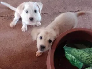 Cachorro raça SRD-ViraLata idade Abaixo de 2 meses nome Filhotes Urgente