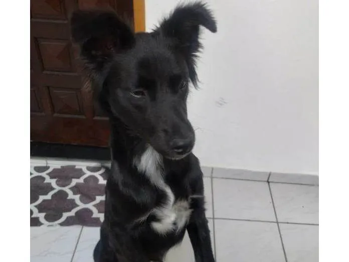 Cachorro ra a SRD-ViraLata idade 7 a 11 meses nome Porte P/M Urgente