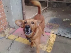 Cachorro raça SRD-ViraLata idade 7 a 11 meses nome Adoção Urgente