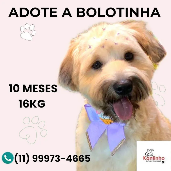 Cachorro ra a SRD-ViraLata idade 7 a 11 meses nome Bolotinha