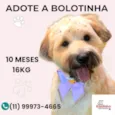 Bolotinha