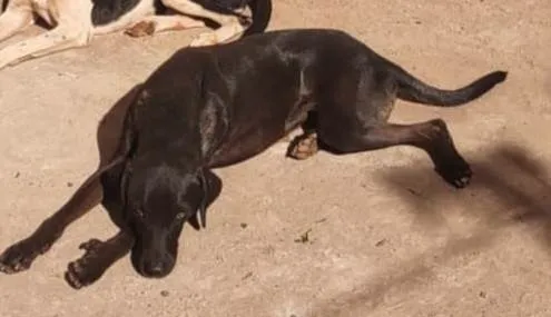 Cachorro ra a SRD-ViraLata idade 3 anos nome Bob