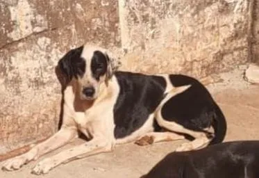 Cachorro raça SRD-ViraLata idade 5 anos nome Fan