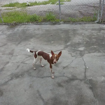 Cachorro raça SRD-ViraLata idade 7 a 11 meses nome Porte P/M Urgente