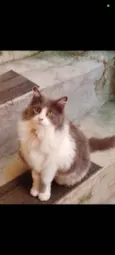 Mel