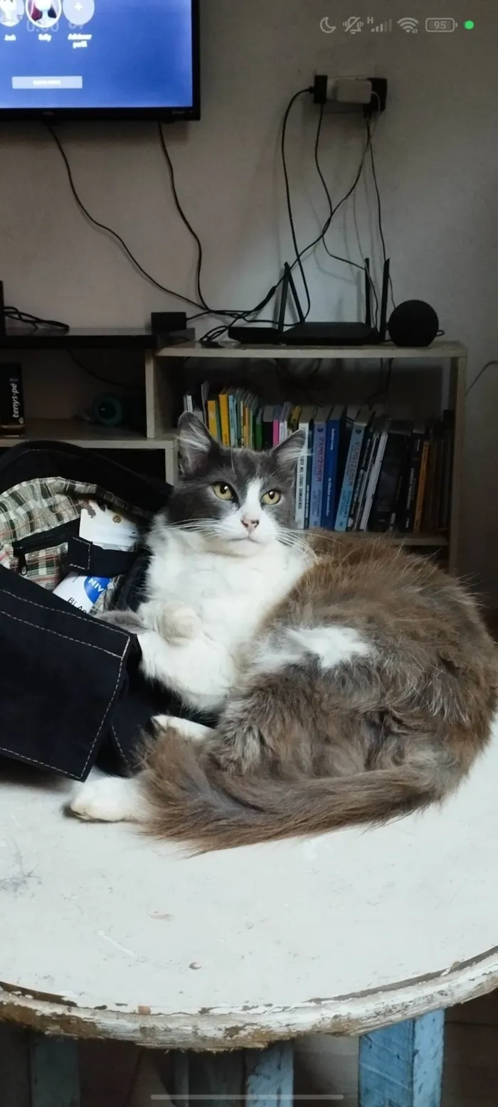 Gato ra a SRD-ViraLata idade 6 ou mais anos nome Mel
