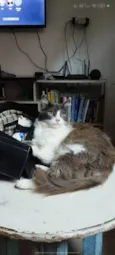 Mel