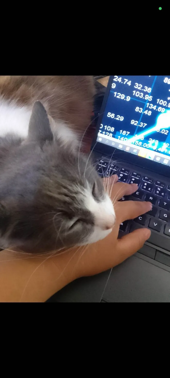 Gato ra a SRD-ViraLata idade 6 ou mais anos nome Mel