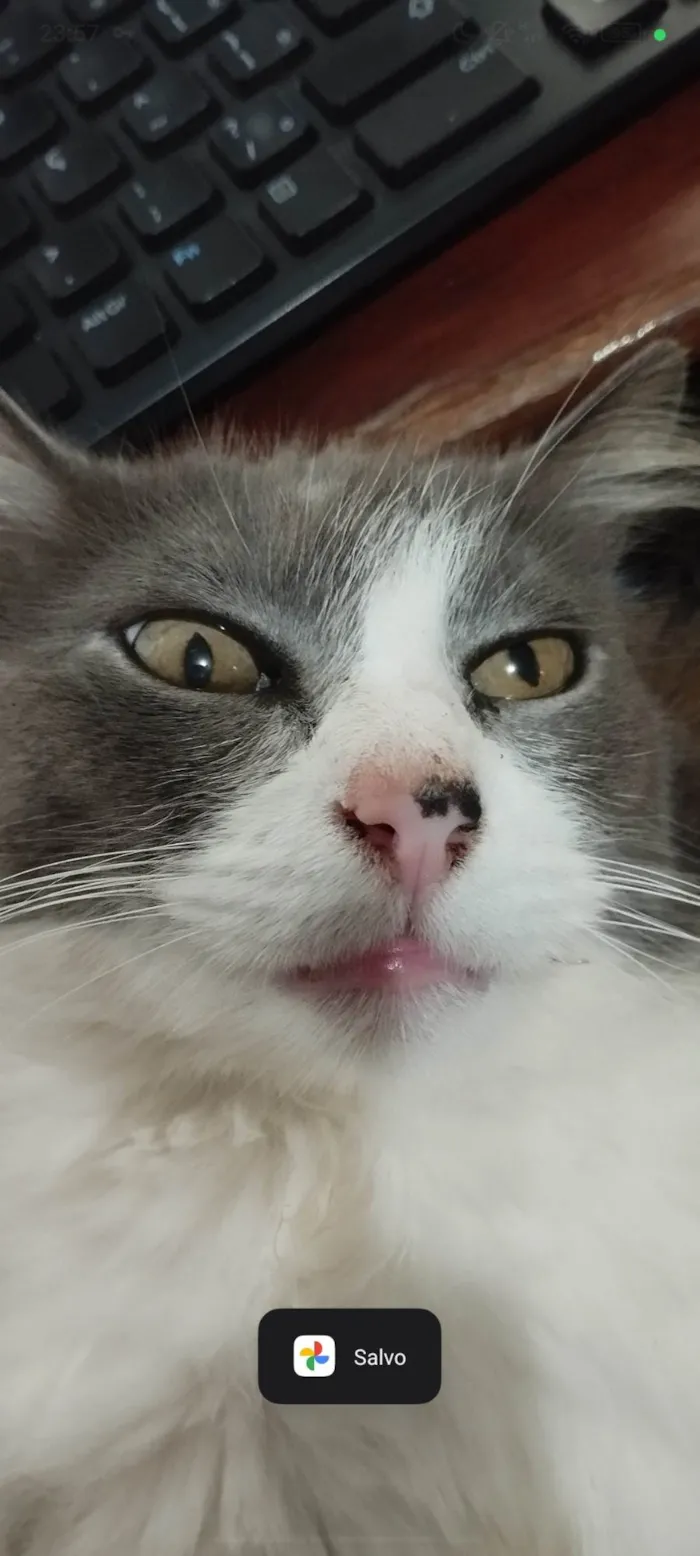 Gato ra a SRD-ViraLata idade 6 ou mais anos nome Mel