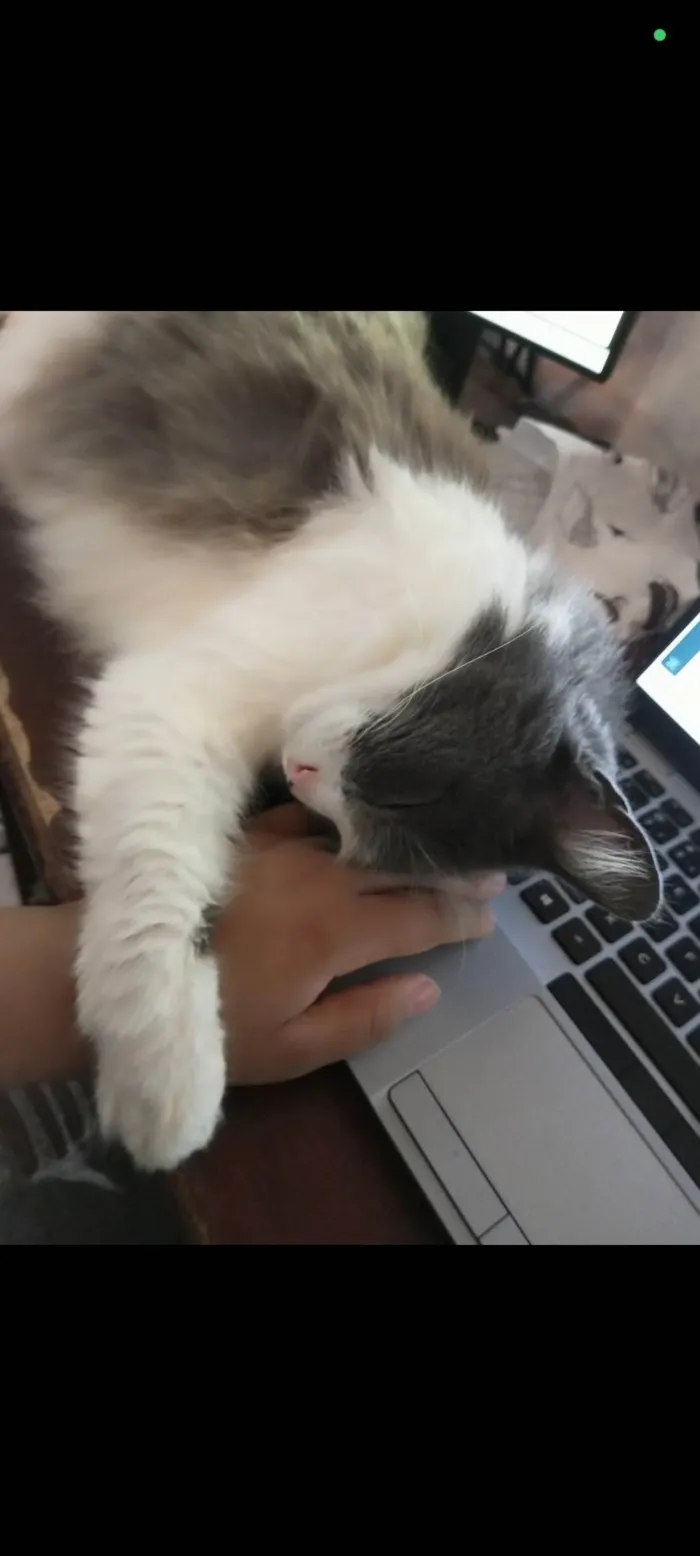 Gato ra a SRD-ViraLata idade 6 ou mais anos nome Mel