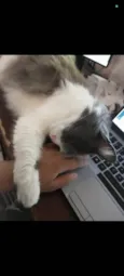 Mel