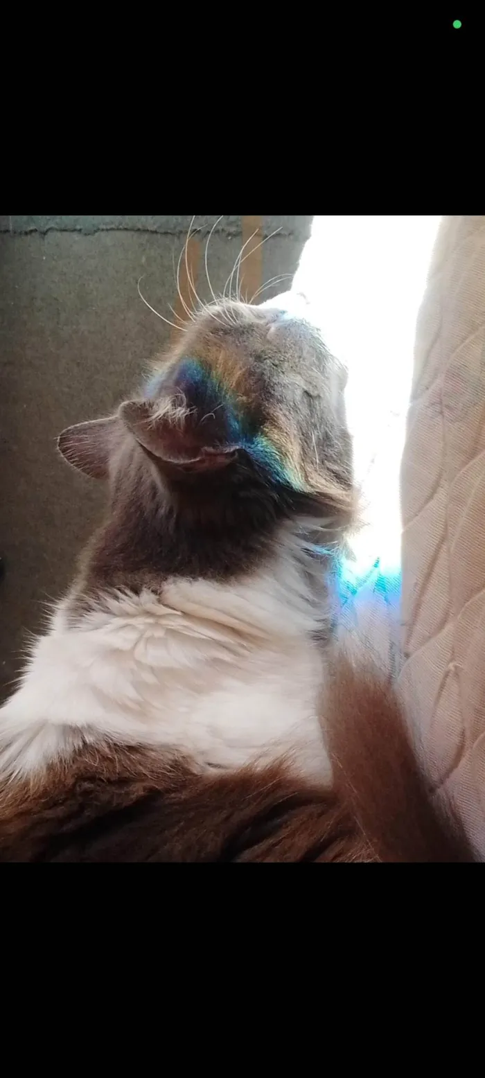 Gato ra a SRD-ViraLata idade 6 ou mais anos nome Mel
