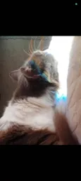 Mel