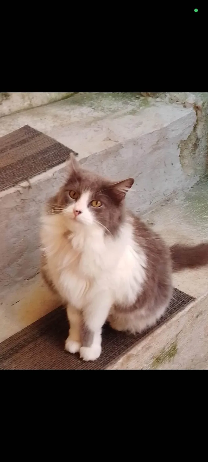 Gato ra a SRD-ViraLata idade 6 ou mais anos nome Mel