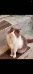 Mel