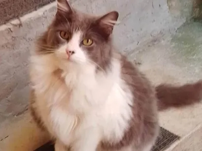 Gato raça SRD-ViraLata idade 6 ou mais anos nome Mel