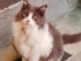Mel