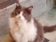 Mel