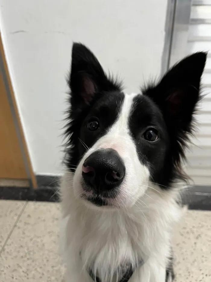 Cachorro ra a Border Collie idade 4 anos nome Lucky