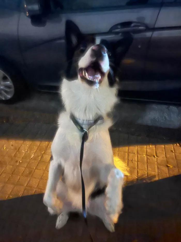 Cachorro ra a Border Collie idade 4 anos nome Lucky