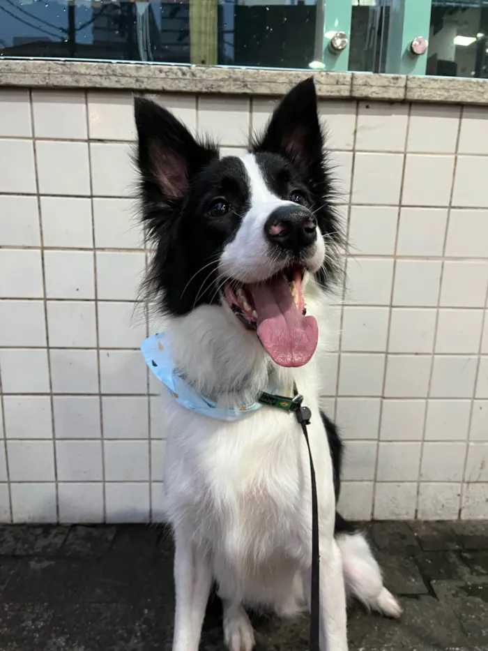 Cachorro ra a Border Collie idade 4 anos nome Lucky