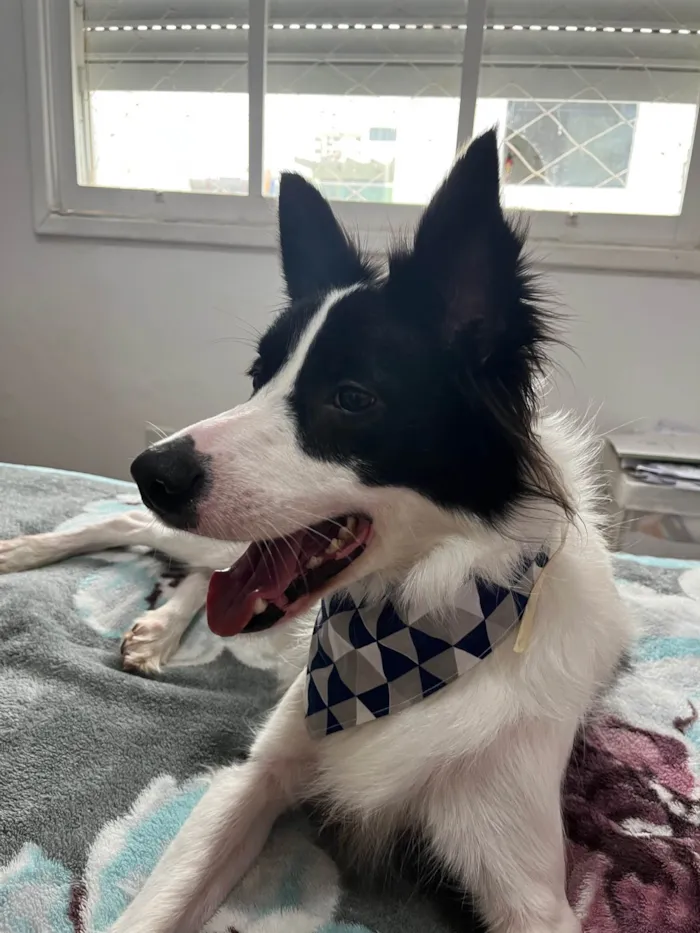 Cachorro ra a Border Collie idade 4 anos nome Lucky