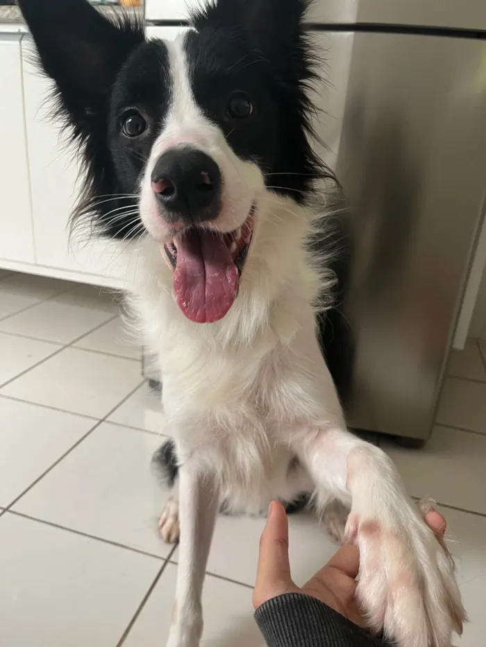 Cachorro ra a Border Collie idade 4 anos nome Lucky