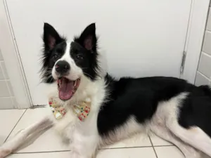 Cachorro raça Border Collie idade 4 anos nome Lucky