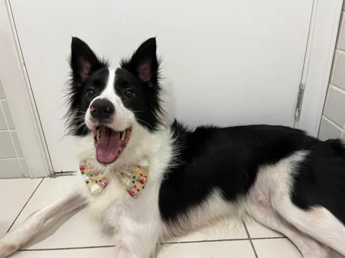 Cachorro ra a Border Collie idade 4 anos nome Lucky