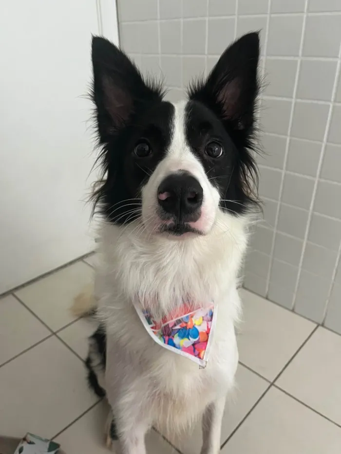 Cachorro ra a Border Collie idade 4 anos nome Lucky