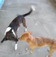 2 Cães Urgente
