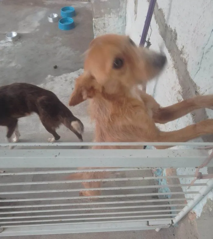 Cachorro ra a SRD-ViraLata idade 7 a 11 meses nome 2 Cães Urgente
