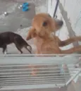 2 Cães Urgente