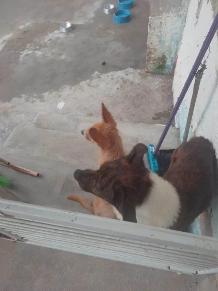 Cachorro ra a SRD-ViraLata idade 7 a 11 meses nome 2 Cães Urgente