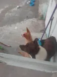 2 Cães Urgente