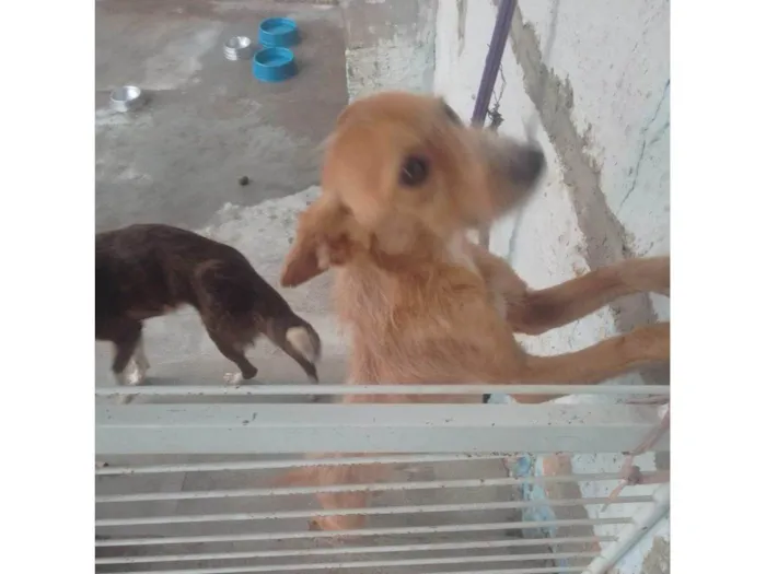 Cachorro ra a SRD-ViraLata idade 7 a 11 meses nome 2 Cães Urgente