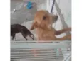2 Cães Urgente