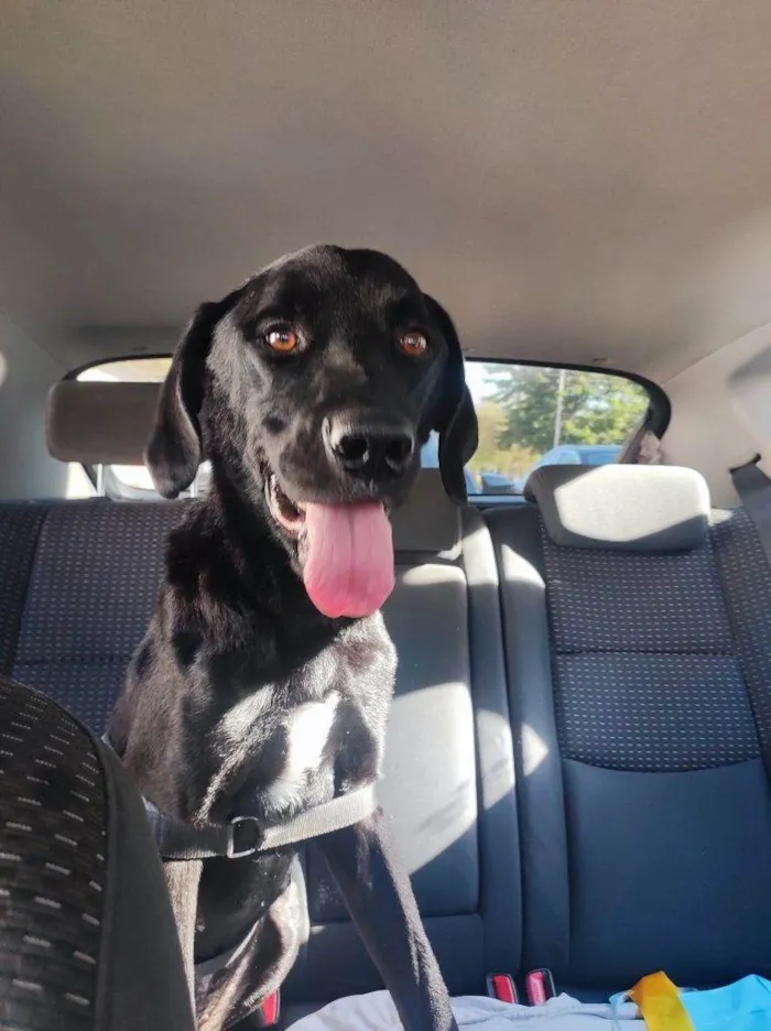 Cachorro ra a SRD-ViraLata idade 7 a 11 meses nome Adoção Urgente