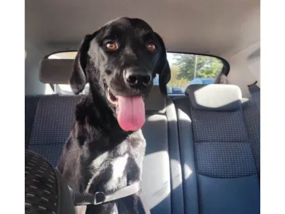 Cachorro raça SRD-ViraLata idade 7 a 11 meses nome Adoção Urgente
